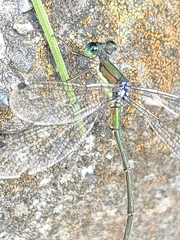 Lestes temporalis