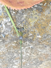 Lestes temporalis