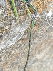 Lestes temporalis