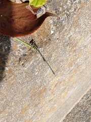 Lestes temporalis