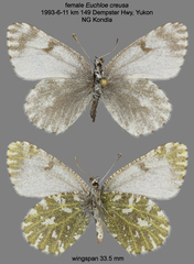 Euchloe creusa