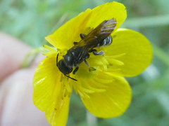 Chelostoma florisomne