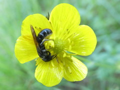 Chelostoma florisomne