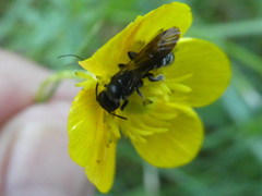 Chelostoma florisomne