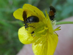 Chelostoma florisomne