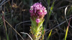 Castilleja exserta exserta