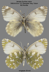Euchloe naina