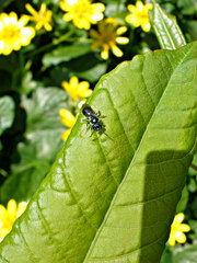 Lasioglossum coeruleum