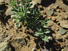 Chascanum pumilum