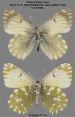 Euchloe naina