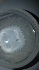 Litaneutria ocularis