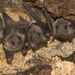 עטלף פירות מצוי - Photo (c) Kirsten Steytler,  זכויות יוצרים חלקיות (CC BY-NC), הועלה על ידי Kirsten Steytler