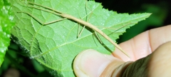 Sipyloidea