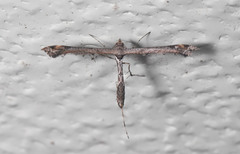 Anstenoptilia