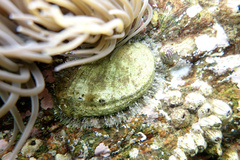 Haliotis tuberculata