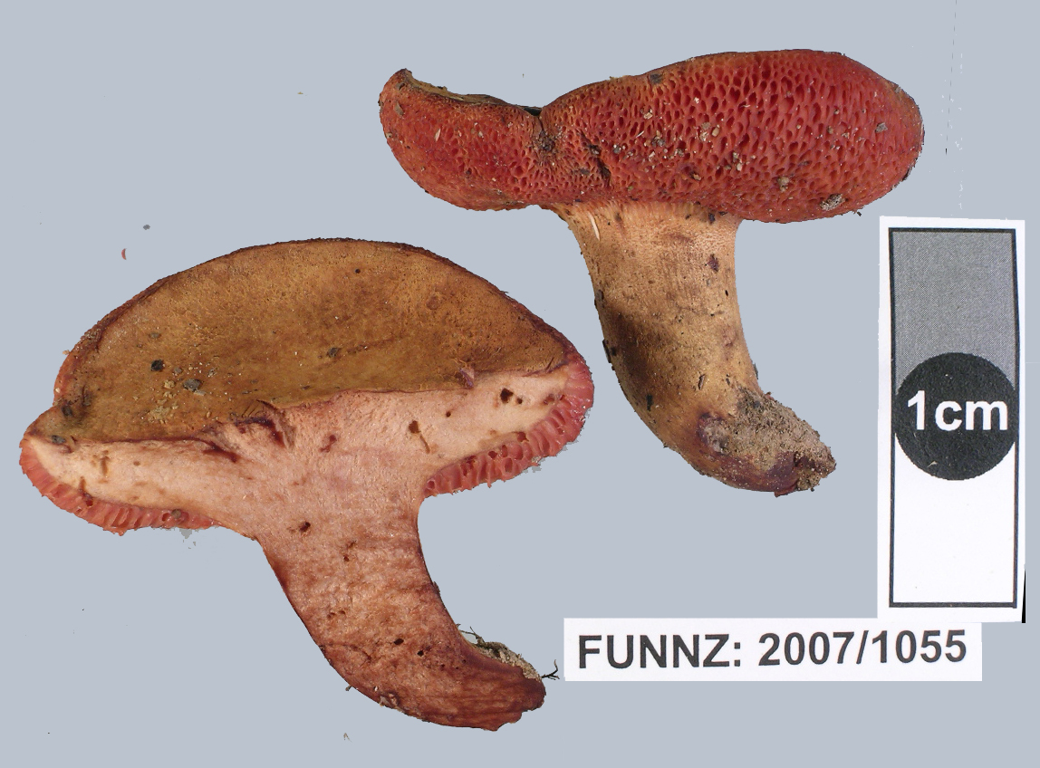 Chalciporus aurantiacus image