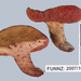 Chalciporus aurantiacus - Photo (c) Jerry Cooper, algunos derechos reservados (CC BY), subido por Jerry Cooper