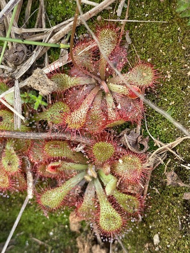 Natal Sundew