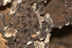 Miniopterus natalensis