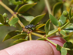 Carpinteroa sanluisensis