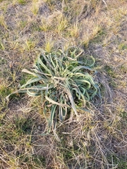 Onosma