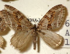 Trichopteryx polycommata