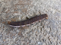 Isognathus scyron