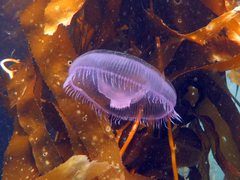 Aequorea forskalea