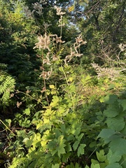 Actaea dahurica