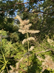 Actaea dahurica