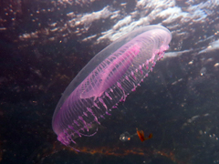 Aequorea forskalea