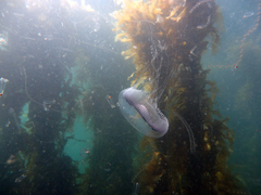 Aequorea forskalea