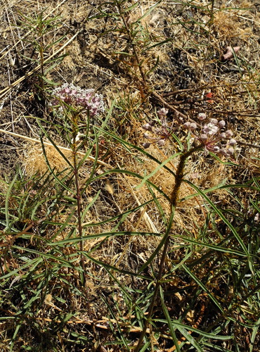 Narrow-leaf Milkweed seedling