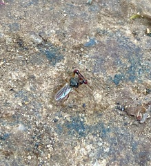 Sphyracephala beccarii