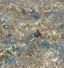 Sphyracephala beccarii