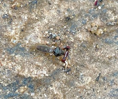 Sphyracephala beccarii