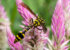 Phimenes flavopictus flavopictus