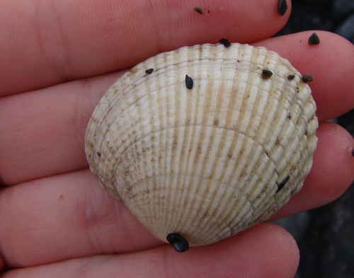 Leukoma crassicosta
