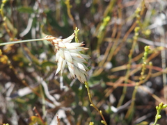 Johnsonia lupulina