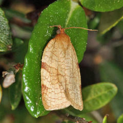 Aphelia alleniana