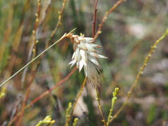 Johnsonia lupulina