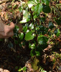 Gymnosporia harveyana