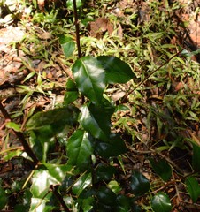 Gymnosporia harveyana