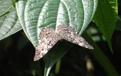 Hamadryas fornax
