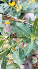 Oncopeltus fasciatus