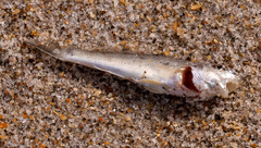 Menticirrhus
