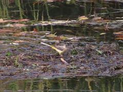 Motacilla cinerea