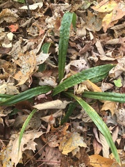 Careyanae