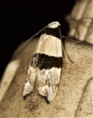 Zonopetala glauconephela