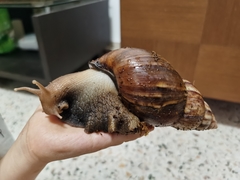 Lissachatina fulica